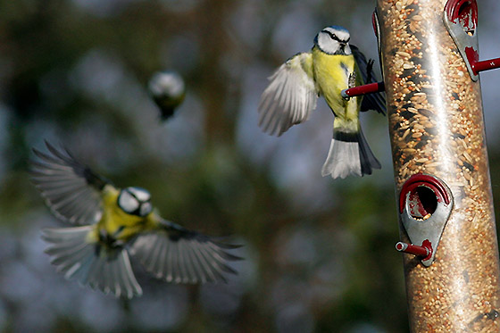 Half of the 9-11 year olds polled by the BBC Wildlife Magazine were unable to identify an oak tree, bluebell, blue tit or daddy-long-legs.