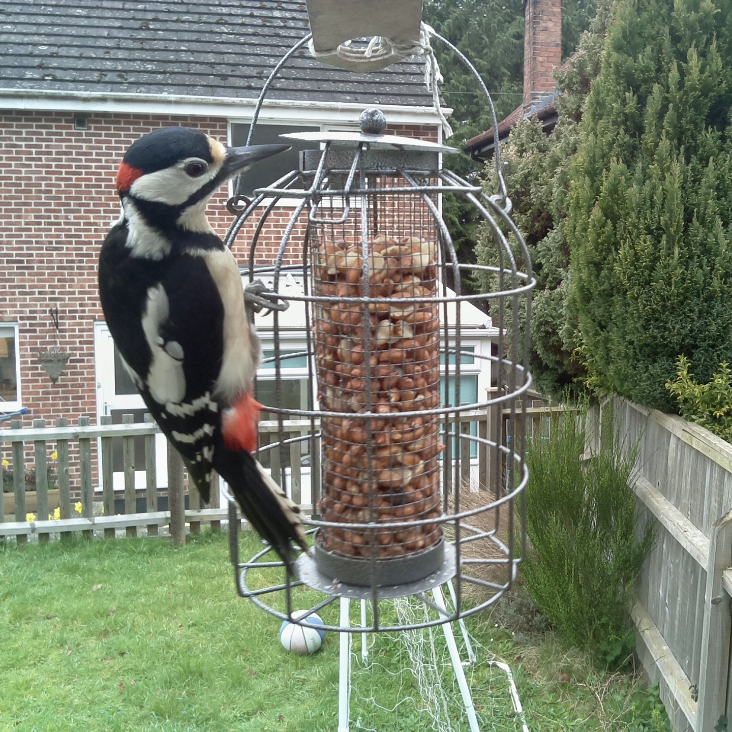 Woodpecker on a bird feeder in a garden