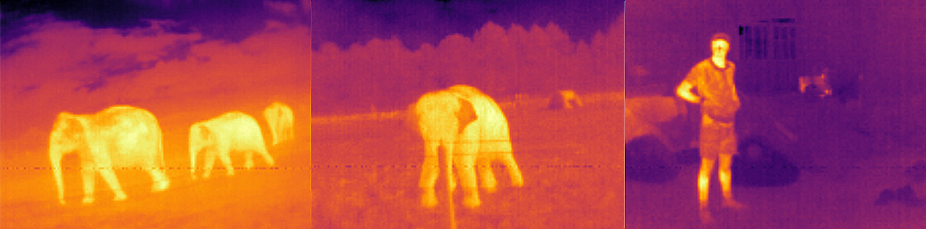 Elephants as seen by the Wildlife Cam Kit with thermal sensor