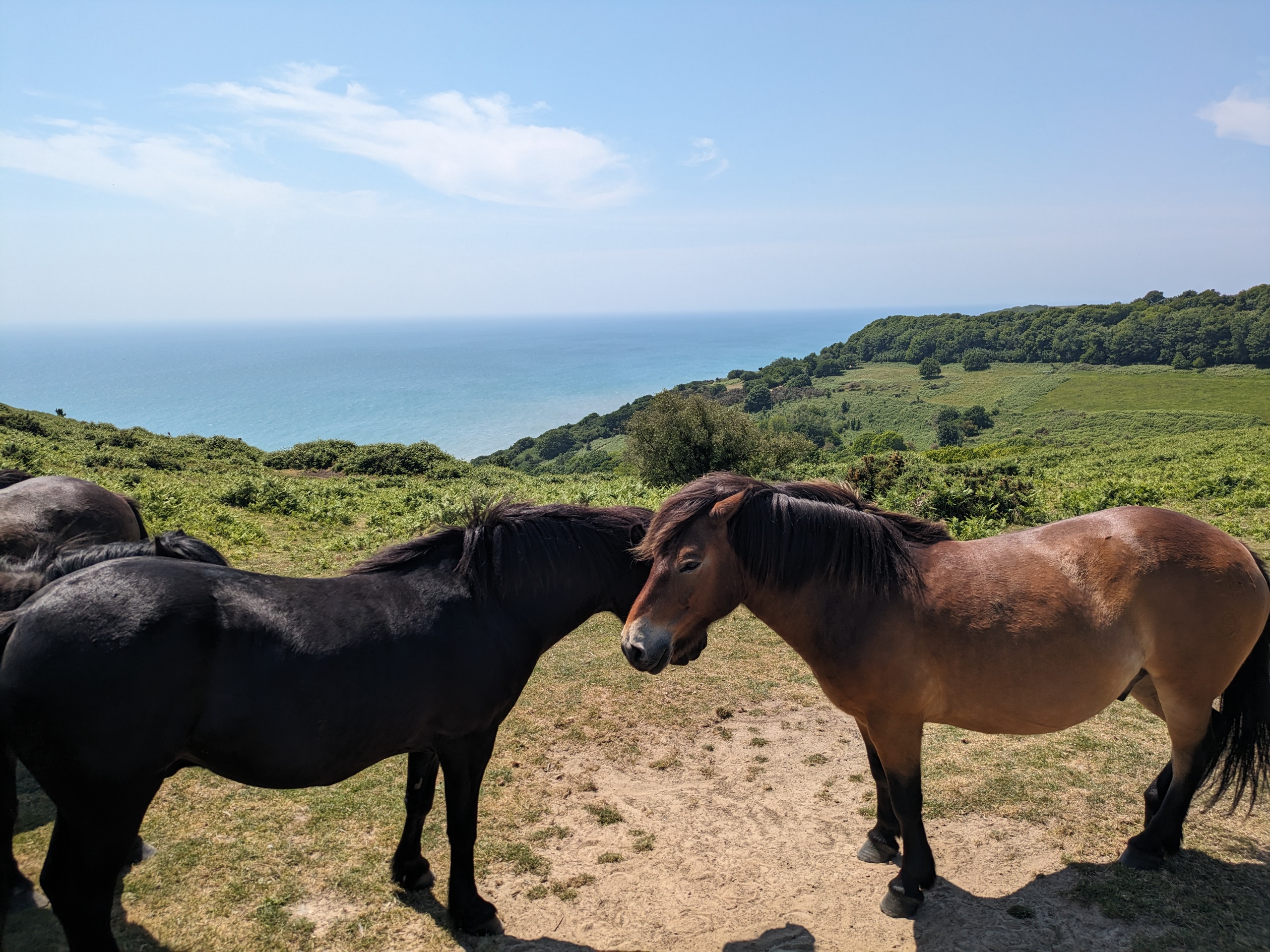 Ponies grazing on clifftop grassland, with scrub and the sea behind